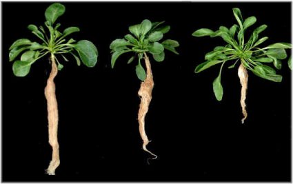 Three populations originated from St Félix-de-Pallière, Puente Basadre and Prayon (from left to right) grown on high Cd levels. Roosens et al. 2005